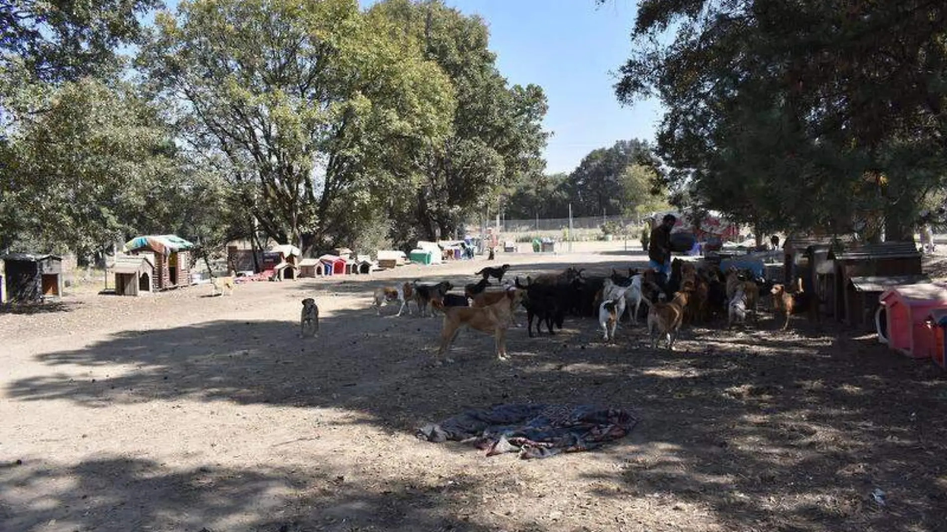 Albergue canino, perros, orejitas de gala (3)